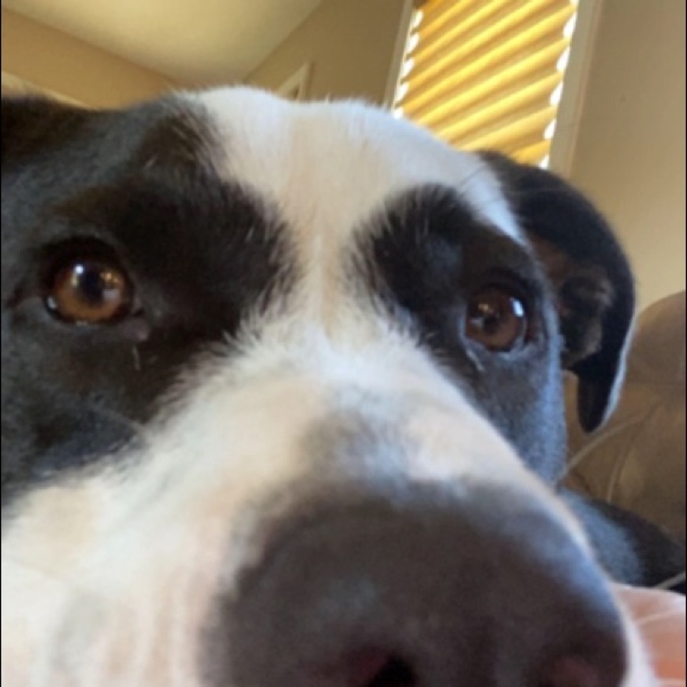 Meet your Posher, Molly
